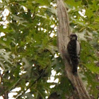 Downy Woodpecker (female)