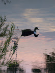 Duck relaxing in the pond at Central Park, Fredericksburg, VA.jpg