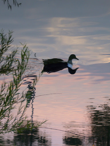 Duck relaxing in the pond at Central Park, Fredericksburg, VA.jpg