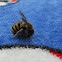 European wool carder bee