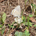 Pale Pea-blue