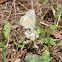 Pale Pea-blue