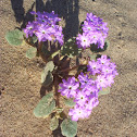Desert Sand Verbena