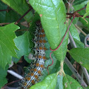 Caterpillar