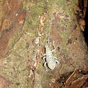 Broad-nosed Weevil