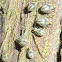 Barklouse nymphs