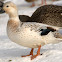 unknown Duck