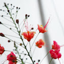 Poinciana