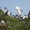 Sacred Ibis
