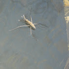 Water Strider