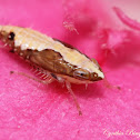 Leafhopper nymph