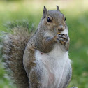 Gray squirrel