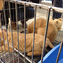 Golden retrievers
