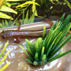 Southern Two-lined Salamander