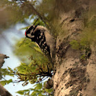 Downey woodpecker