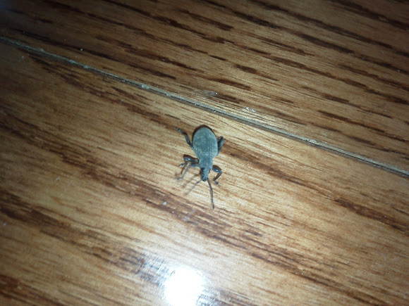 Spotting Image 1