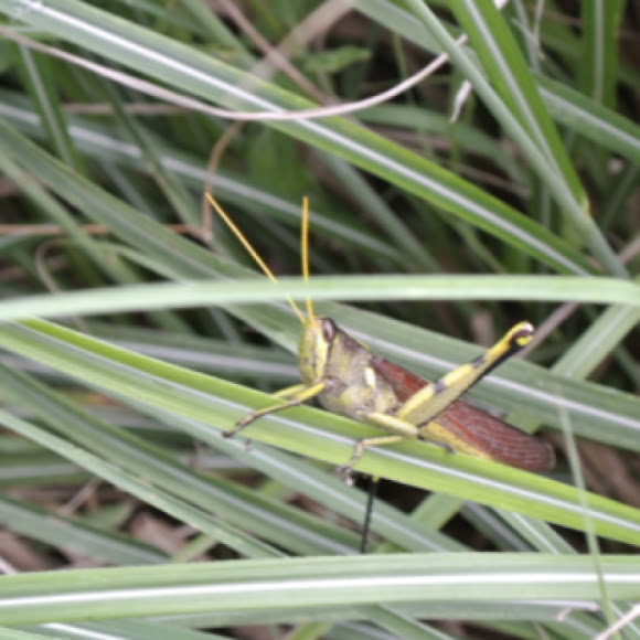 Spotting Image 1
