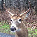 Virginia deer