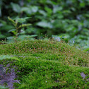 moss