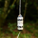 Ichneumon cocoon
