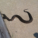 Northern Water Snake