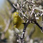 Yellow White-eye  