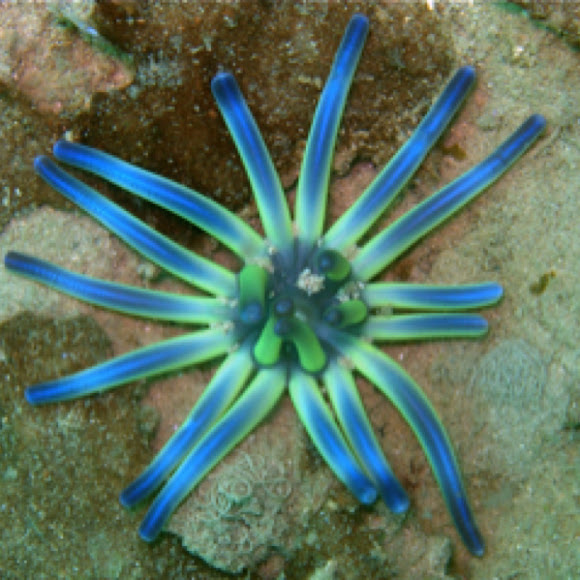 Spotting Image 1