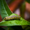 monarch caterpillar