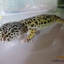 Leopard Gecko