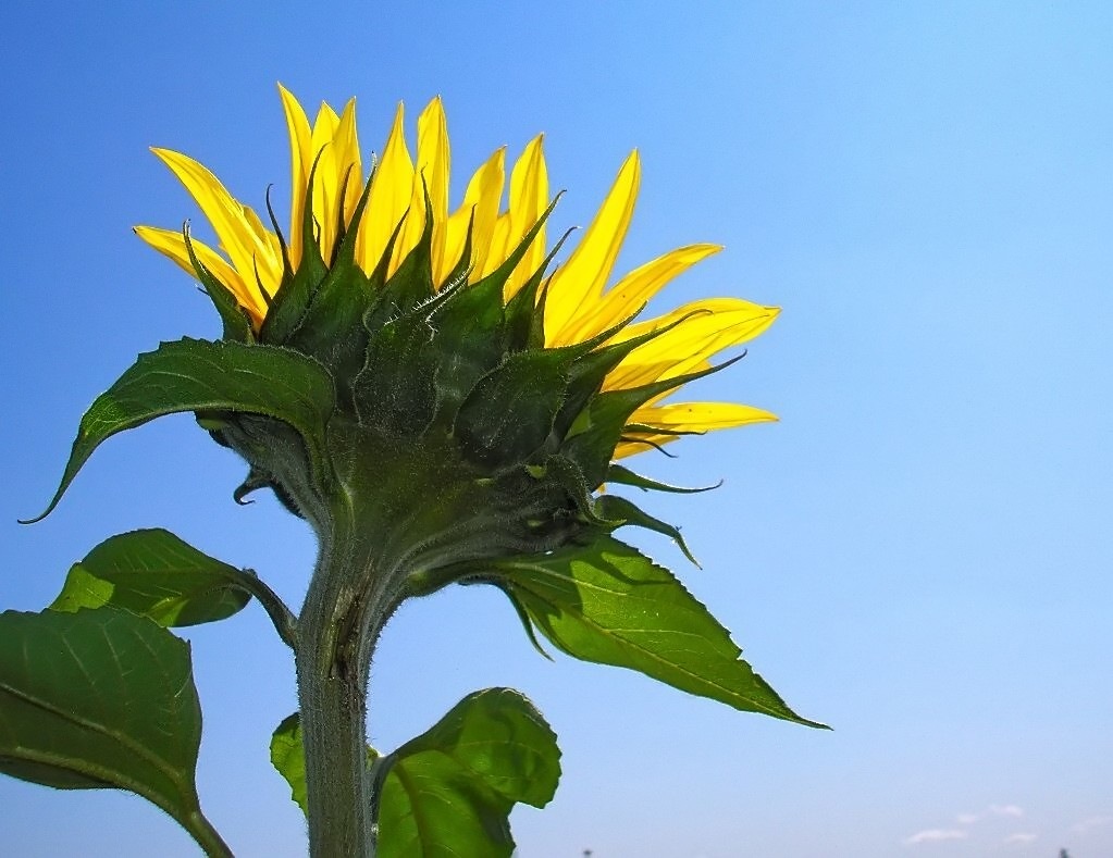 [Girasol[5].jpg]