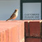 House sparrow