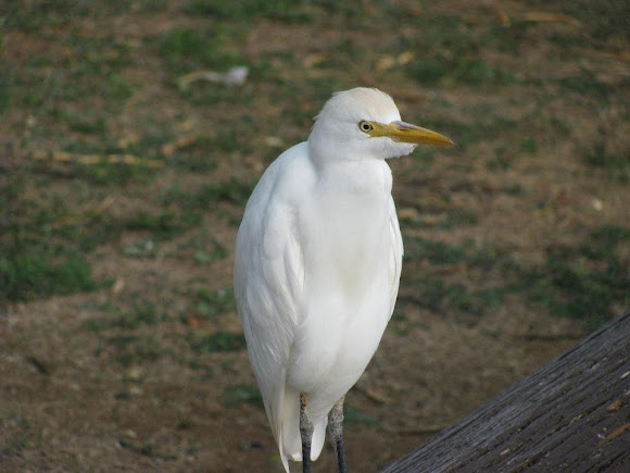 Spotting Image 1
