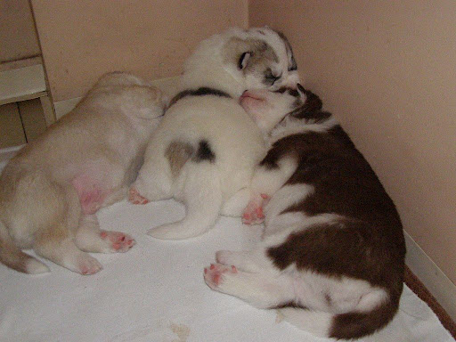 Качена снимка