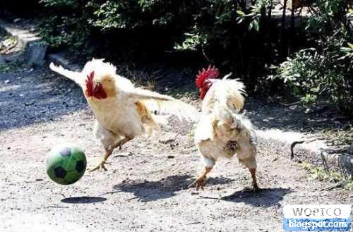 Chicken Ball