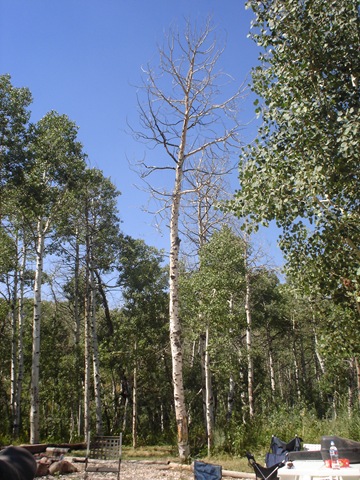 [Tree Standing[5].jpg]