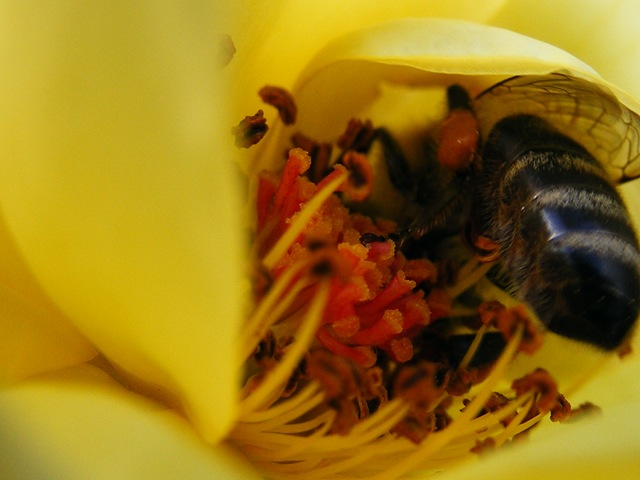 [Bee Working[5].jpg]