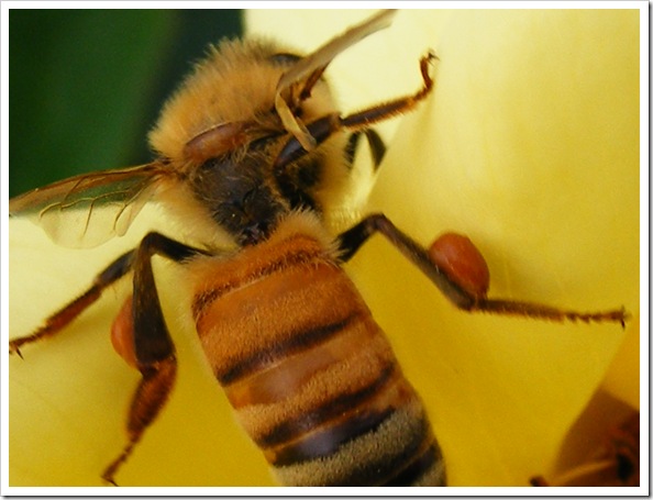 Bee-hind