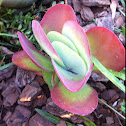 Kalanchoe thyrsiflora