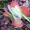 Kalanchoe thyrsiflora