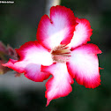 Impala lily