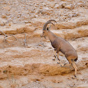 Nubian Ibex