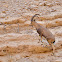 Nubian Ibex