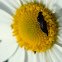 Tumbling Flower Beetle