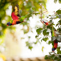 Rainbow lorikeet