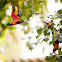 Rainbow lorikeet
