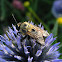 bumblebee