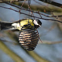 Great Tit