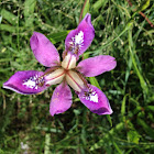 unkonw