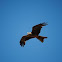 Black Kite