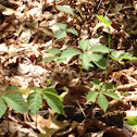 Virginia creeper